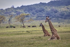 Tanzania-Safari_2018_005