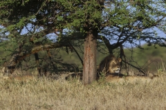 Tanzania-Safari_2018_051